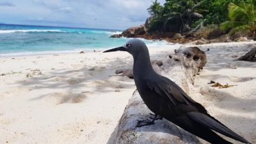 Seychelles Booking Company - Bird Watching in Seychelles - Seychelles Travel Guides - SeyBooking.com