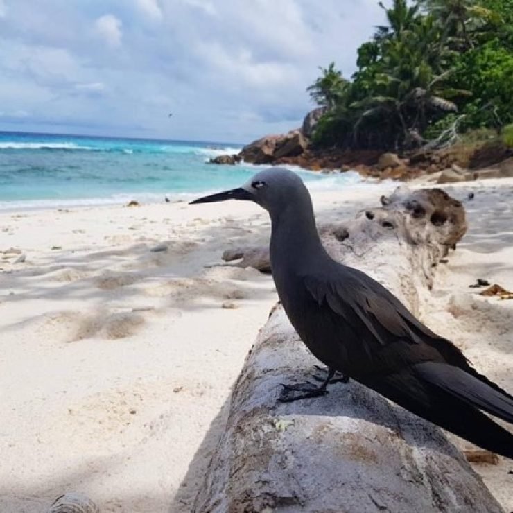Seychelles Booking Company - Bird Watching in Seychelles - Seychelles Travel Guides - SeyBooking.com