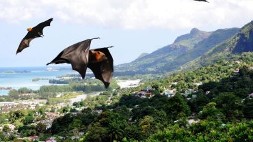 Seychelles Booking Company - Flying Fox Bats of Seychelles - Seychelles Travel Guides - SeyBooking.png - Copy 2