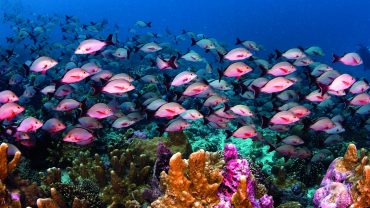 Seychelles Booking Company - Seychelles Corals - Seychelles Travel Guides - SeyBooking.png - Copy 2