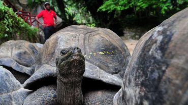 Seychelles Booking Company - Seychelles Dangerous Animals - Seychelles Travel Guides - SeyBooking.com