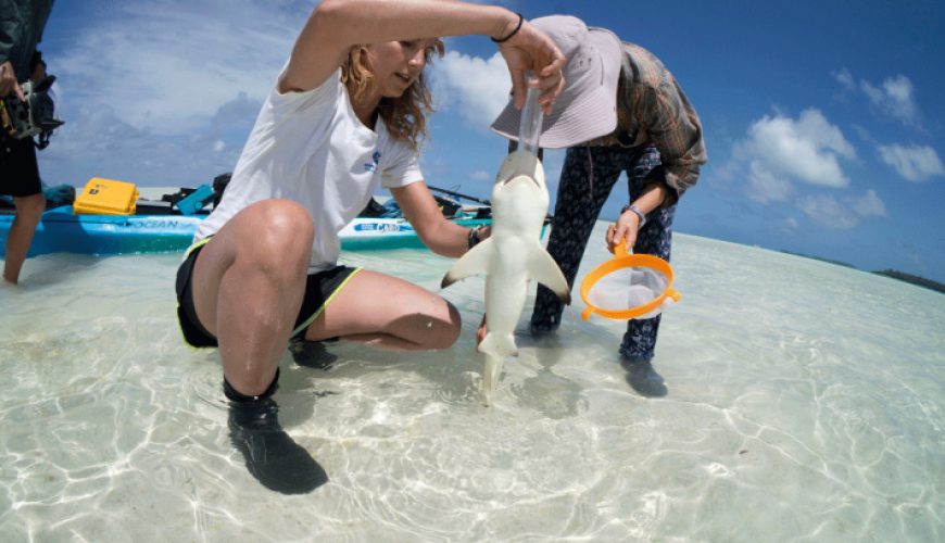 Seychelles Booking Company - Sharks in Seychelles - Seychelles Travel Guides - SeyBooking.com