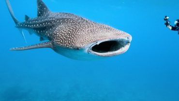 Seychelles Booking Company - diving in seychelles - Seychelles Travel Guides - SeyBooking