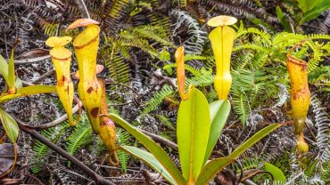 Seychelles Pitcher Plants