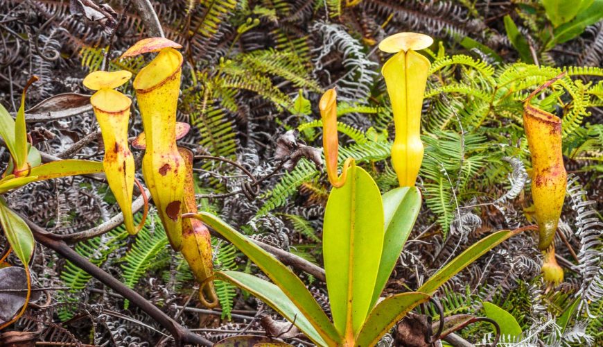 Seychelles Pitcher Plants