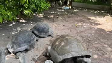 Aldabra giant tortoise, Seychelles