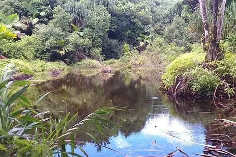 Explore Mare Aux Cochons Trail