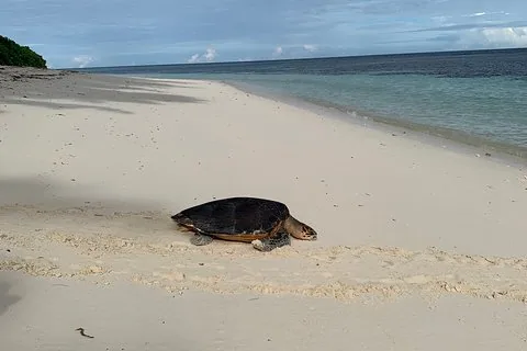 Seychelles Island Tour (PRIVATE 4 hours or 8 Hours)