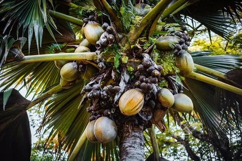 Full Day Praslin Island Tour 8hours