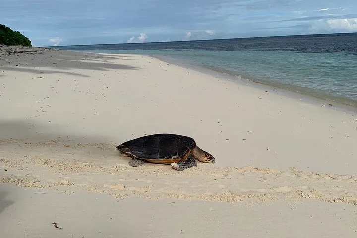 Seychelles Island Tour (PRIVATE 4 hours or 8 Hours)